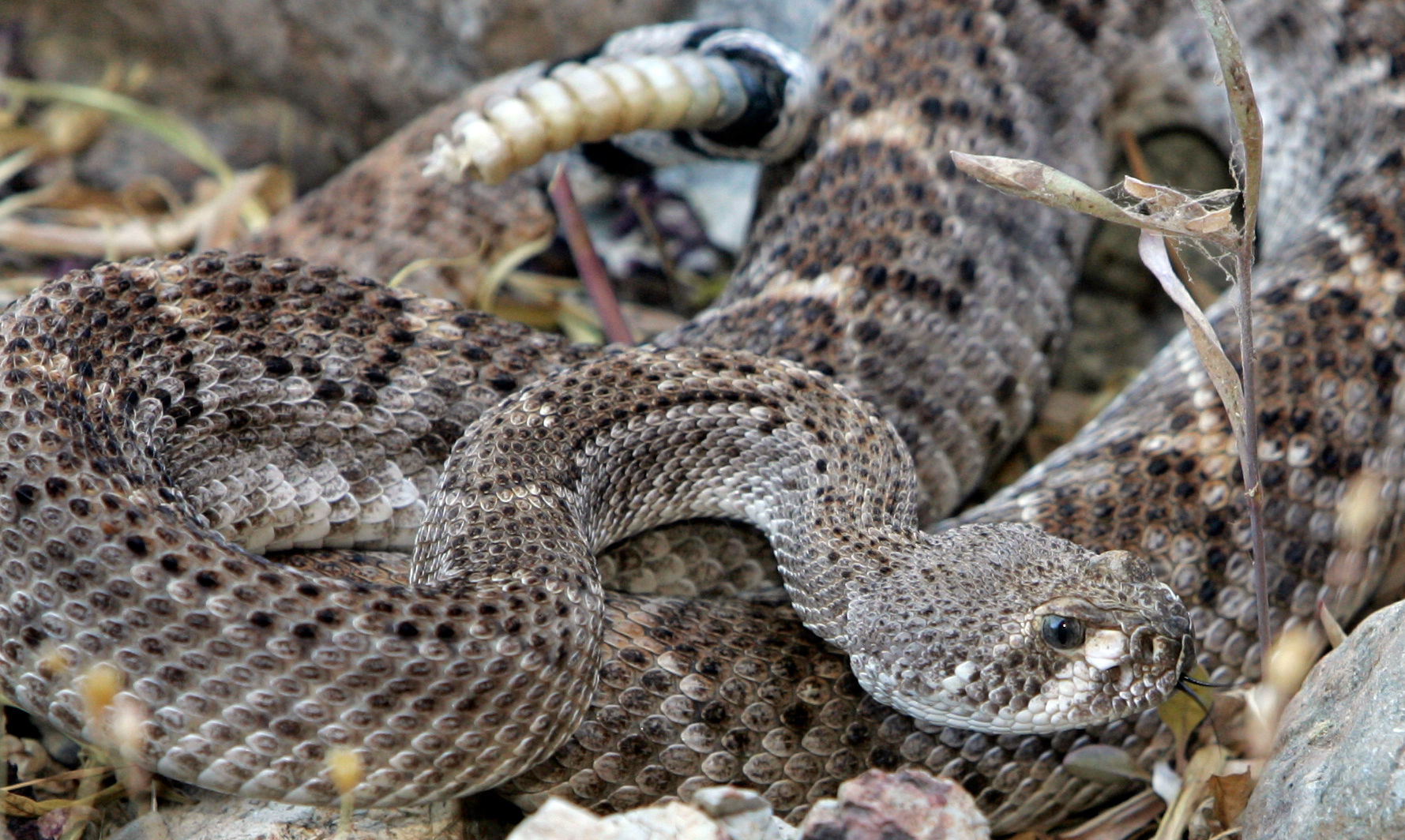 Western Diamondback Rattlesnake